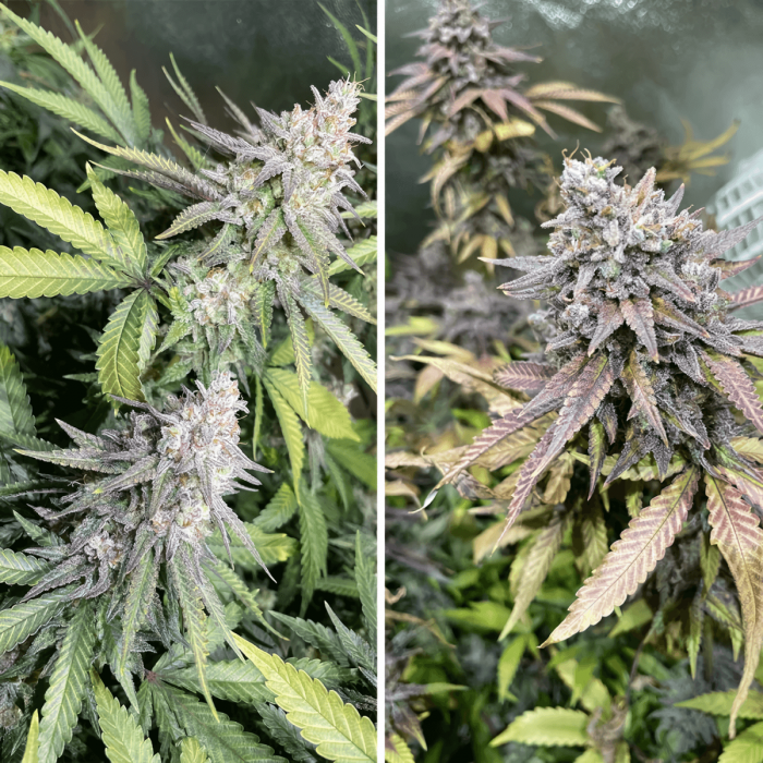 Semilla de marihuana feminizada Critical Orange Punch de Dutch Passion, puntas.