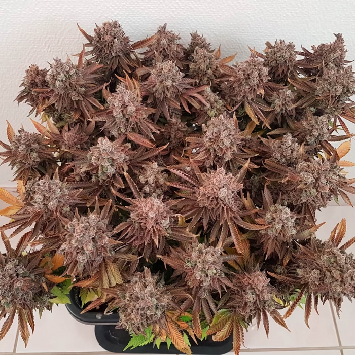 Semilla de marihuana feminizada Critical Orange Punch de Dutch Passion, planta morada.