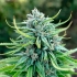 DURBAN POISON (Dutch Passion Seeds)