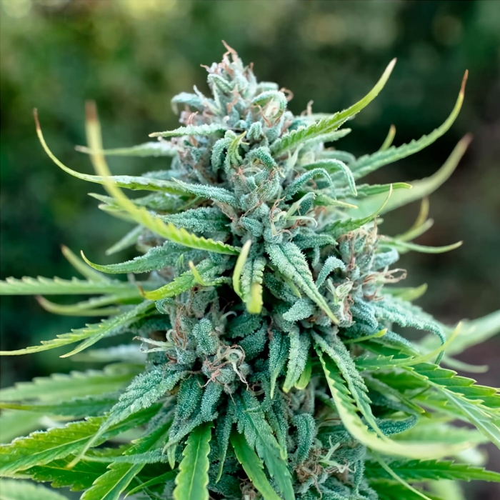 Semillas de marihuana Durban Poison (Dutch Passion) feminizadas, cogollo.
