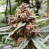 Semillas de marihuana Durban Poison (Dutch Passion) feminizadas, cogollo resinoso.