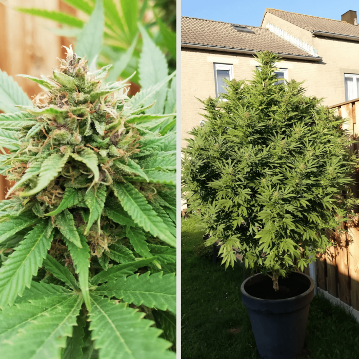 Semillas de marihuana Durban Poison (Dutch Passion) feminizadas, plantas.