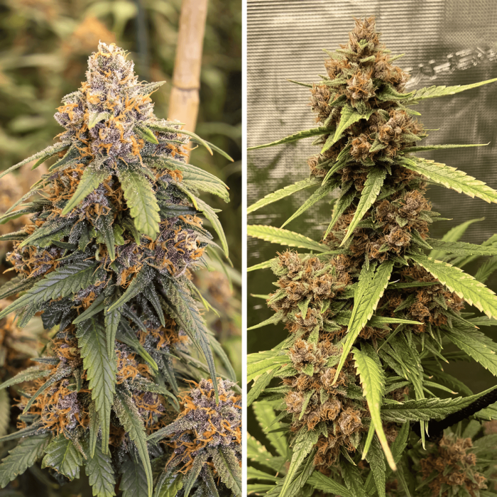 Semillas de marihuana Durban Poison (Dutch Passion) feminizadas, puntas.