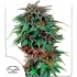 Semillas de marihuana Durban Poison (Dutch Passion) feminizadas, portada.