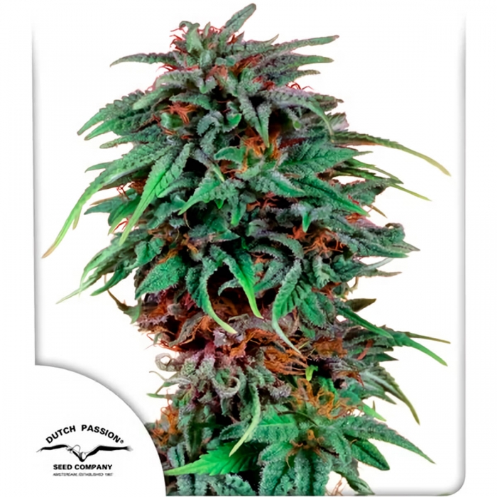 Semillas de marihuana Durban Poison (Dutch Passion) feminizadas, portada.