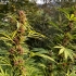 Semillas de marihuana Durban Dew de Dutch Passion seeds feminizadas, cogollos.