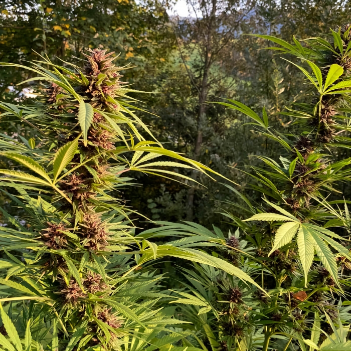 Semillas de marihuana Durban Dew de Dutch Passion seeds feminizadas, cogollos.