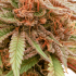 Semillas de marihuana Durban Dew de Dutch Passion seeds feminizadas, resina.