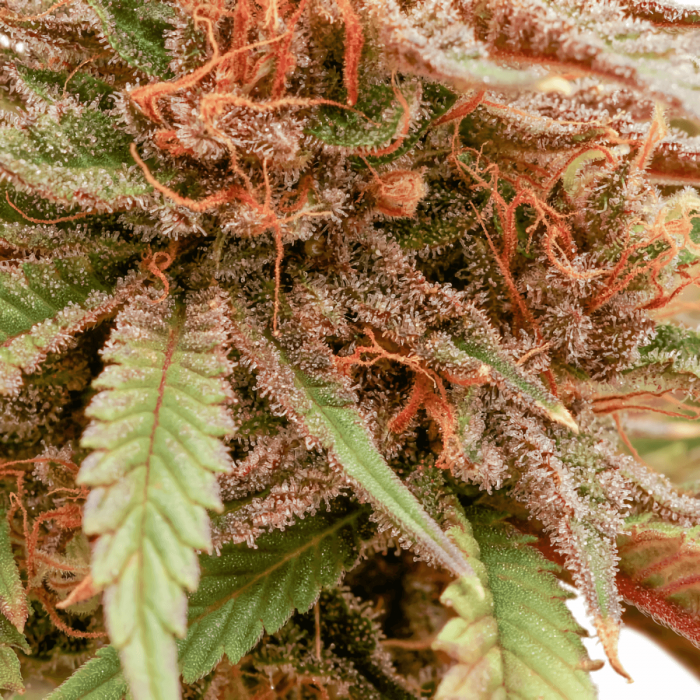 Semillas de marihuana Durban Dew de Dutch Passion seeds feminizadas, resina.