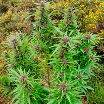 Semillas de marihuana Durban Dew de Dutch Passion seeds feminizadas, planta morada.