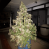 Semillas de marihuana Durban Dew de Dutch Passion seeds feminizadas, interior.