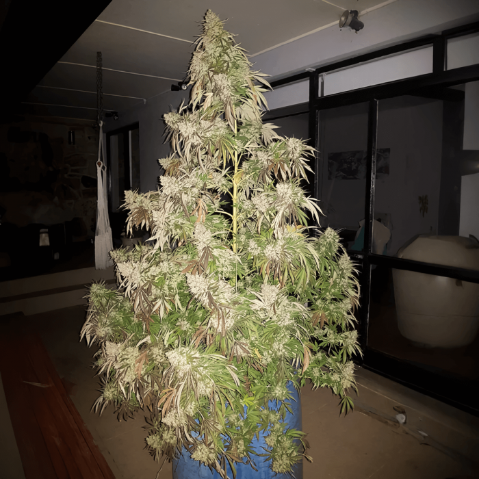 Semillas de marihuana Durban Dew de Dutch Passion seeds feminizadas, interior.