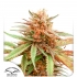 DURBAN DEW (Dutch Passion Seeds)