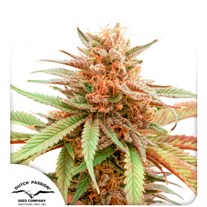 DURBAN DEW (Dutch Passion Seeds)