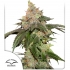 Kerosene Krash Dutch Passion - Semillas de marihuana feminizadas, pòrtada.