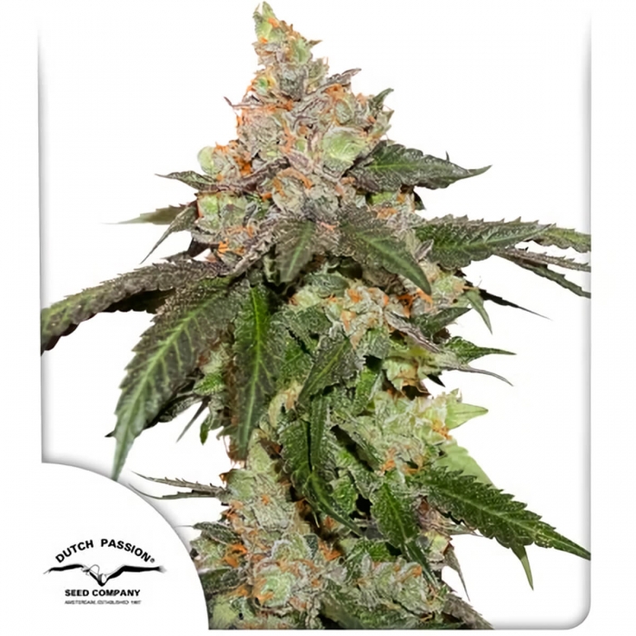 Kerosene Krash Dutch Passion - Semillas de marihuana feminizadas, pòrtada.