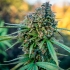 Pamir Gold de Dutch Passion - Semillas feminizadas de marihuana, cogollo resinoso.