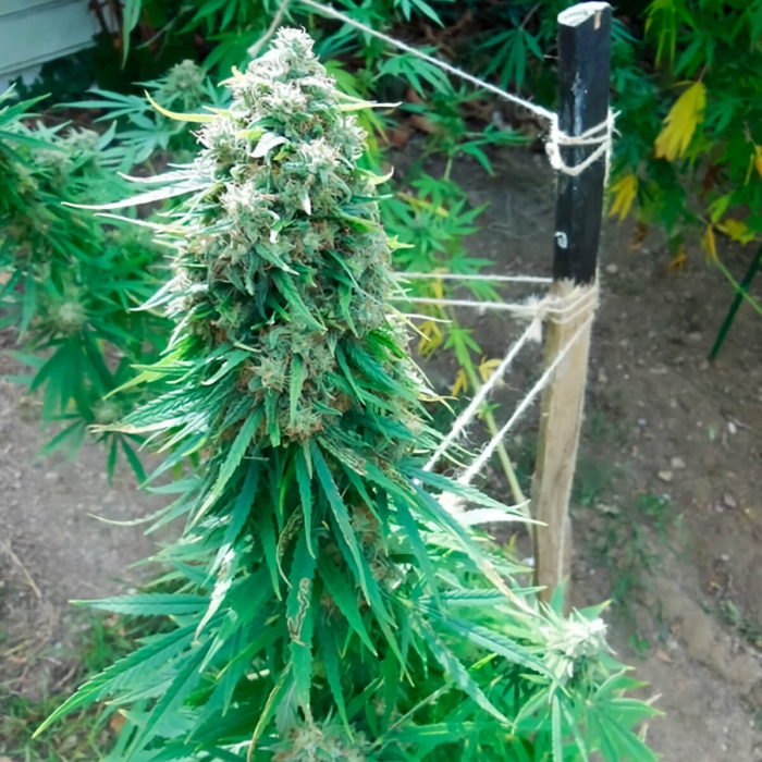 Pamir Gold de Dutch Passion - Semillas feminizadas de marihuana, cogollo enorme.
