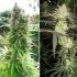 Pamir Gold de Dutch Passion - Semillas feminizadas de marihuana, puntas principales.