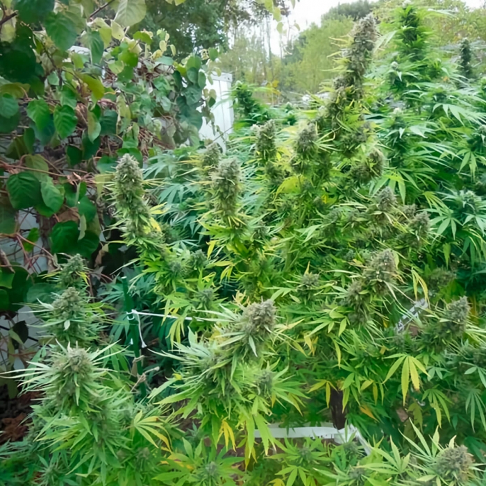 Pamir Gold de Dutch Passion - Semillas feminizadas de marihuana, planta de exterior.