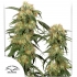 Pamir Gold de Dutch Passion - Semillas feminizadas de marihuana, principal.