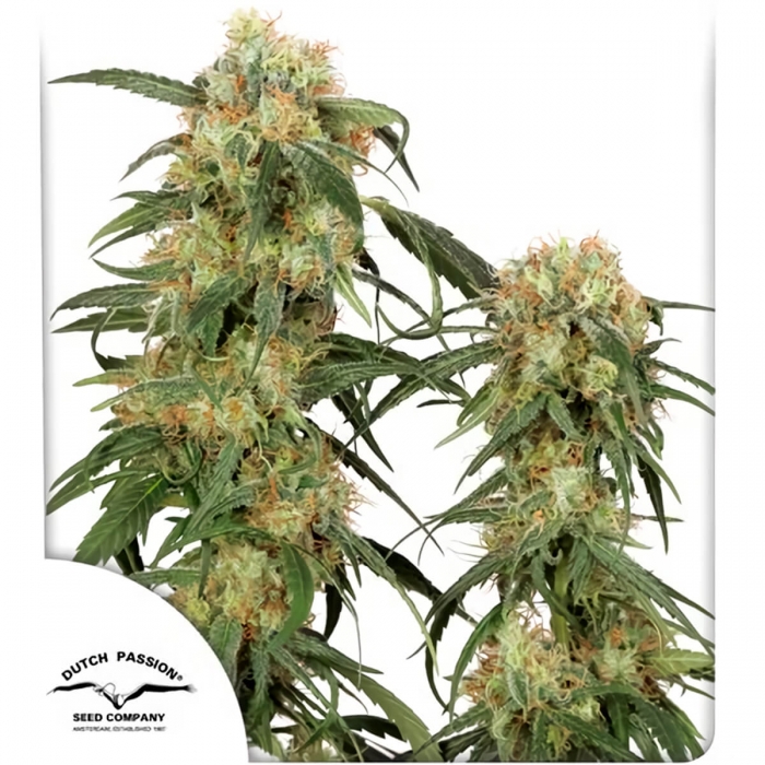 Pamir Gold de Dutch Passion - Semillas feminizadas de marihuana, principal.