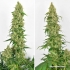 Skywalker Haze (Dutch Passion) Semillas de marihuana feminizadas, puntas principales.