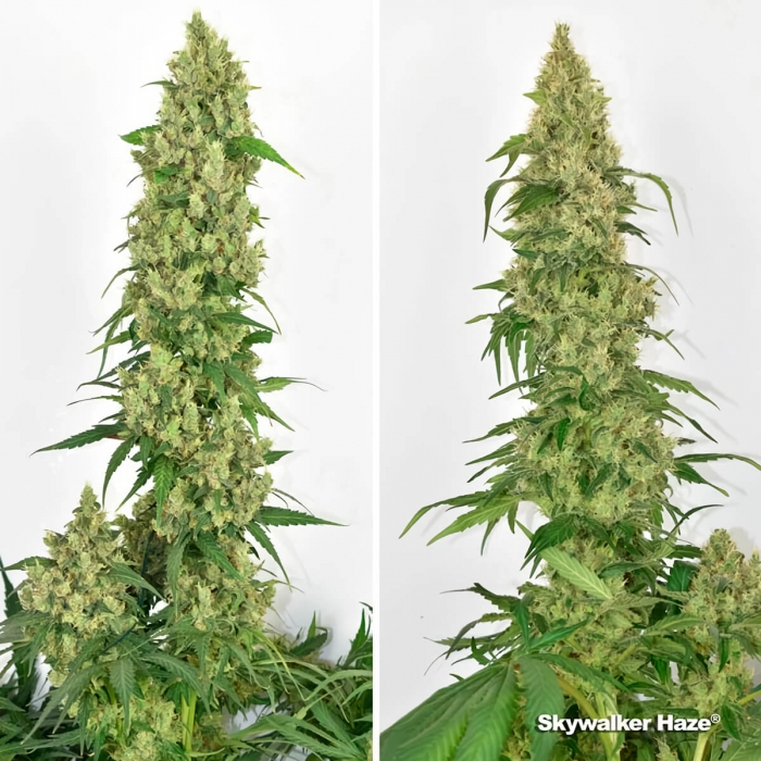 Skywalker Haze (Dutch Passion) Semillas de marihuana feminizadas, puntas principales.