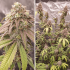 Skywalker Haze (Dutch Passion) Semillas de marihuana feminizadas.