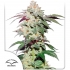 Skywalker Haze (Dutch Passion) Semillas de marihuana feminizadas, portada.