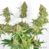 Skywalker Haze (Dutch Passion) Semillas de marihuana feminizadas, planta.
