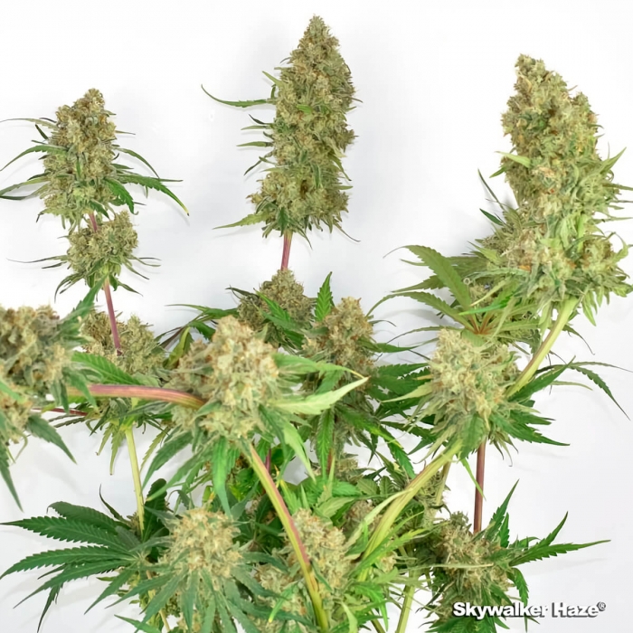 Skywalker Haze (Dutch Passion) Semillas de marihuana feminizadas, planta.