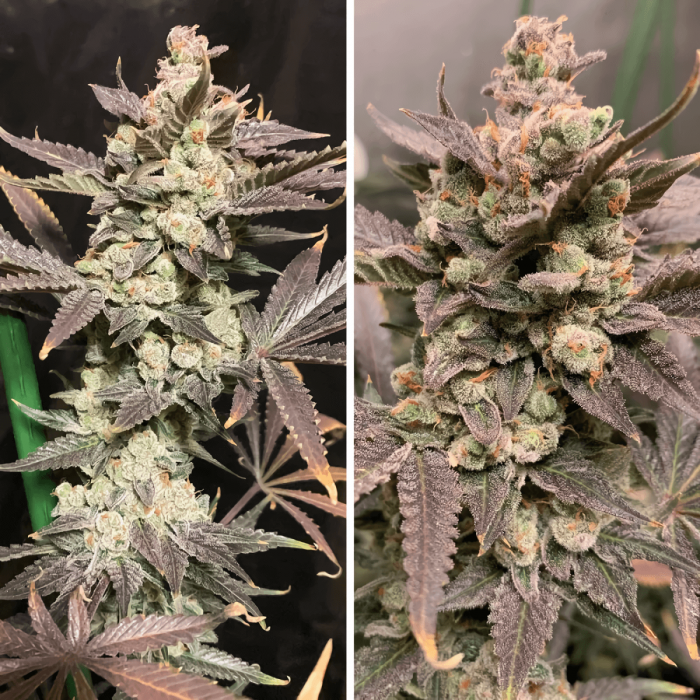 Skywalker Haze (Dutch Passion) Semillas de marihuana feminizadas, cogollos resinosos.