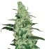 SKYWALKER HAZE (Dutch Passion Seeds)
