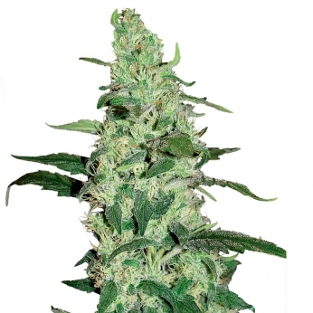 Skywalker Haze (Dutch Passion) Semillas de marihuana feminizadas.