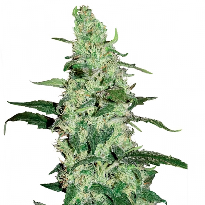 Skywalker Haze (Dutch Passion) Semillas de marihuana feminizadas.