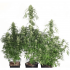 The Ultimate de Dutch Passion - Semillas feminizadas, plantas.
