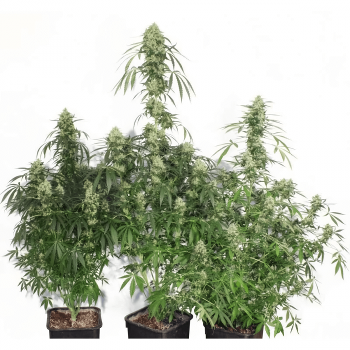 The Ultimate de Dutch Passion - Semillas feminizadas, plantas.
