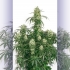 THE ULTIMATE (Dutch Passion Seeds)