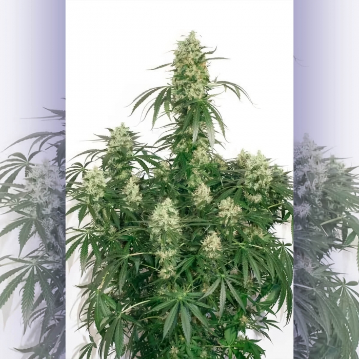 The Ultimate de Dutch Passion - Semillas feminizadas, planta compacta.
