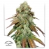 CBD Mazar de Dutch Passion - Semillas feminizadas de marihuana, portada.