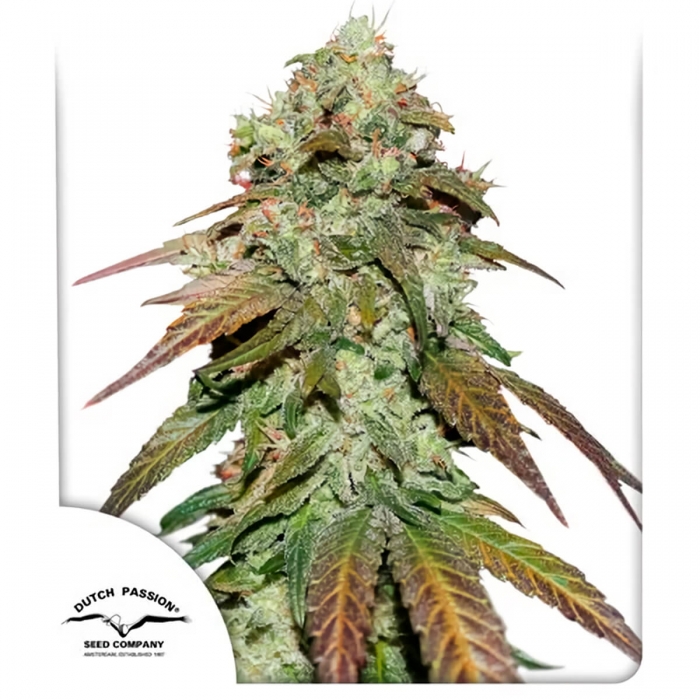 CBD Mazar de Dutch Passion - Semillas feminizadas de marihuana, portada.