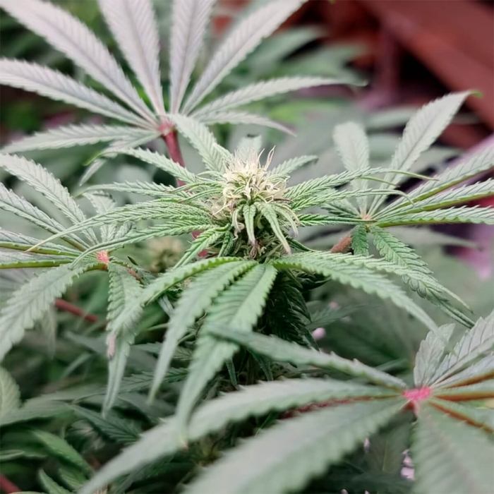 CBD Mazar de Dutch Passion - Semillas feminizadas de marihuana, cultivo.