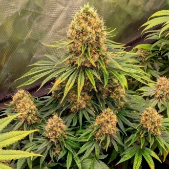 CBD Mazar de Dutch Passion - Semillas feminizadas de marihuana, planta productiva.
