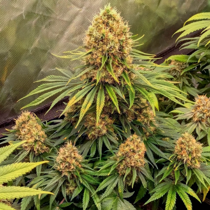 CBD Mazar de Dutch Passion - Semillas feminizadas de marihuana, planta productiva.
