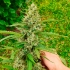 CBD Mazar de Dutch Passion - Semillas feminizadas de marihuana, cogollo enorme.