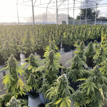 Auto CBD Victory de Dutch Passion - Semillas feminizadas de marihuana, cultivo de invernadero.