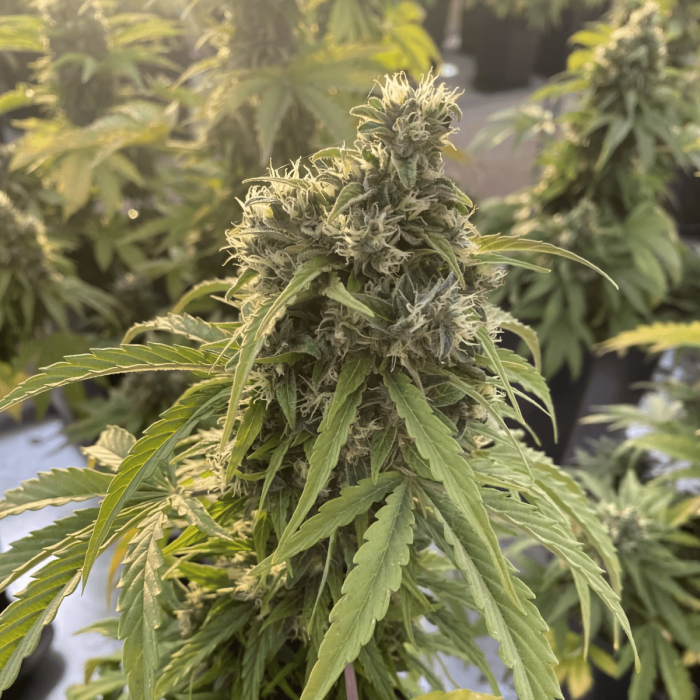 Auto CBD Victory de Dutch Passion - Semillas feminizadas de marihuana, cogollo.