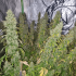 Auto CBD Victory de Dutch Passion - Semillas feminizadas de marihuana, puntas.