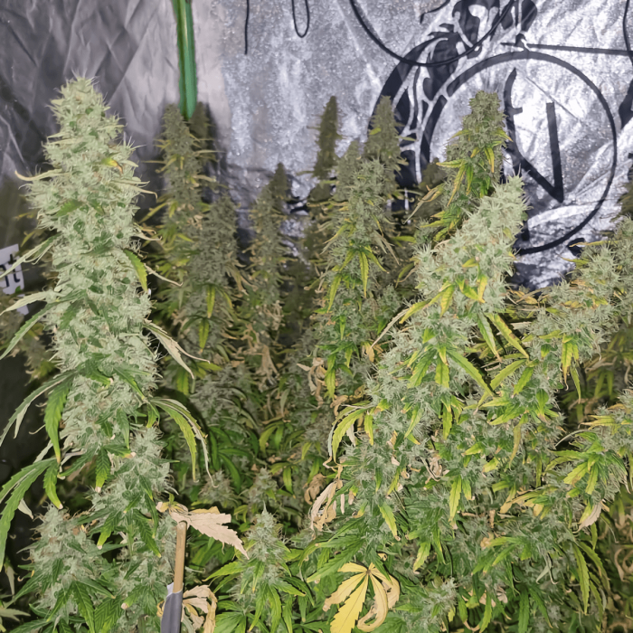Auto CBD Victory de Dutch Passion - Semillas feminizadas de marihuana, puntas.